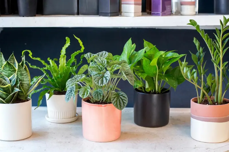 mini indoor plants