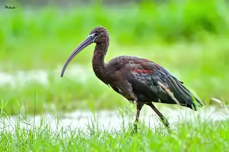 Andril Bird