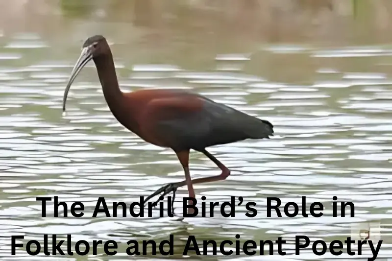 the Andril Bird’s Role in Folklore and Ancient Poetry