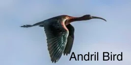 Heartwarming Facts About the Andril Bird: Nature’s Emblem of Eternal Love