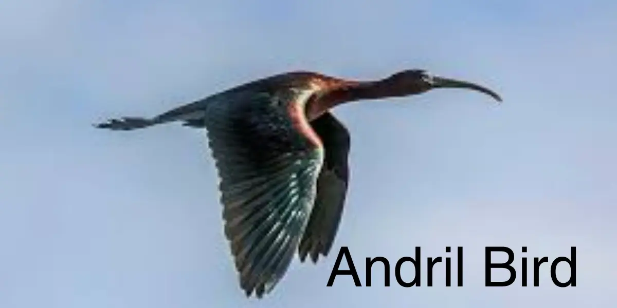 Andril Bird
